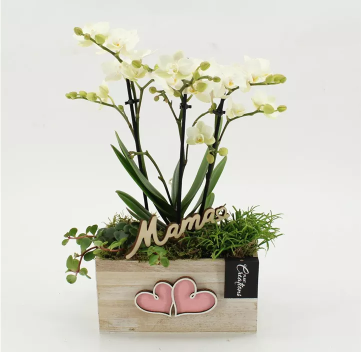 Muttertag Arrangement Phalaenopsis in Kiste