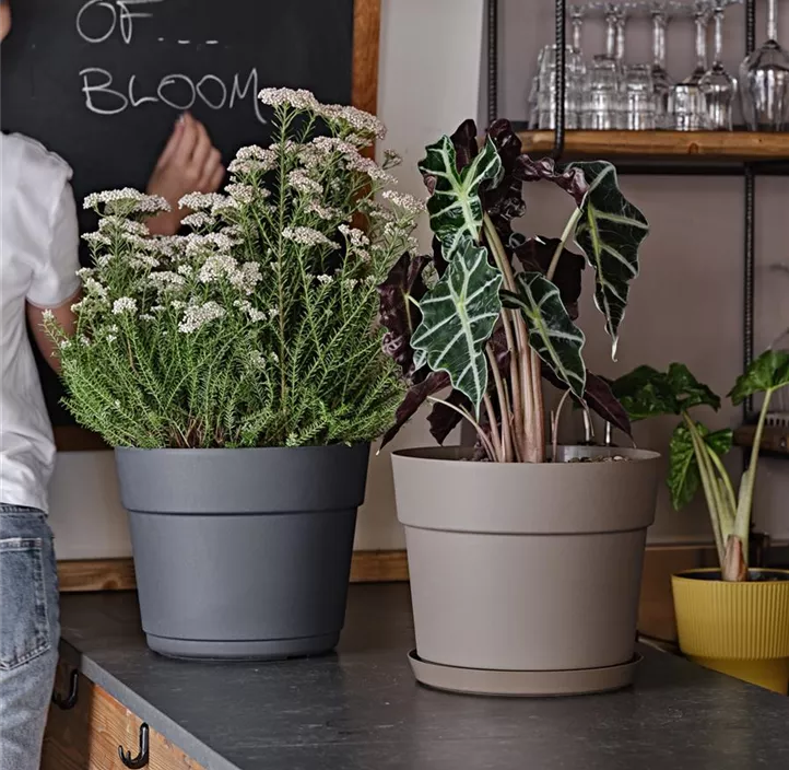 Pflanztopf Bloom inkl. Wasserreservoir