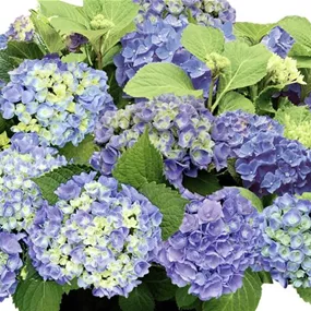 Hydrangea Hype Original