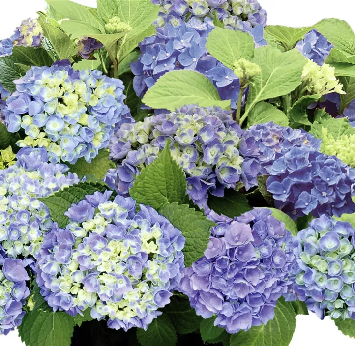 Gartenhortensie Hype Original