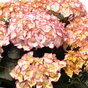 Hydrangea Hype Unique