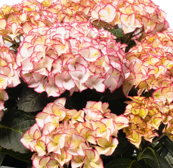 Rispenhortensie 'Unique'