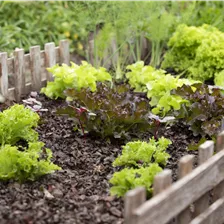 Bio Sommersalate