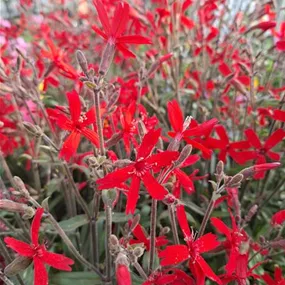 Silene virginica 'Burning Heart'