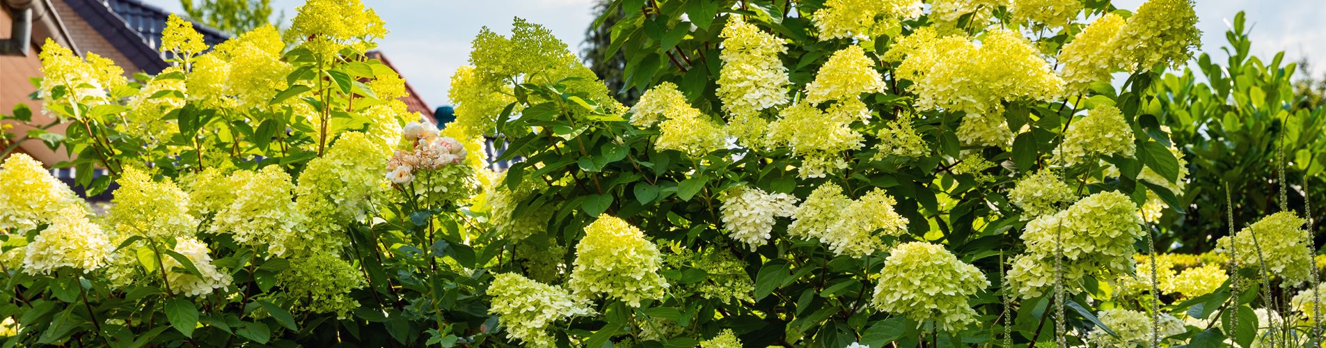Rispenhortensien im Garten 