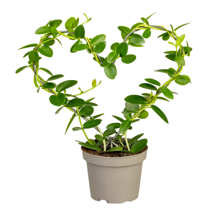 Wachsblume