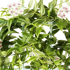 Hoya Bogen