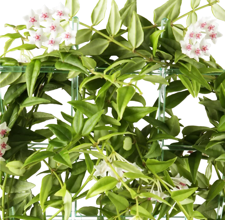 Wachsblume