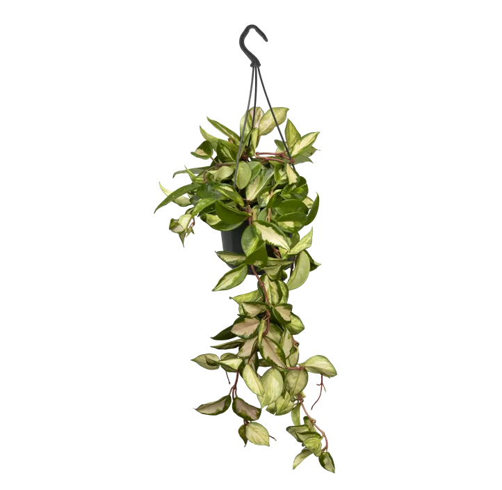 Wachsblume