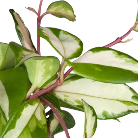 Hoya hanging Mix