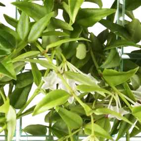 Hoya Mix