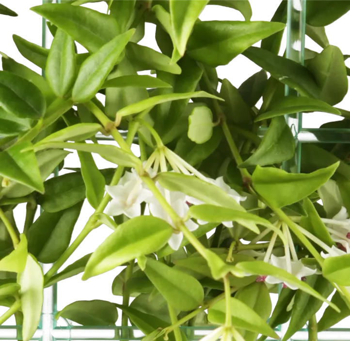 Wachsblume