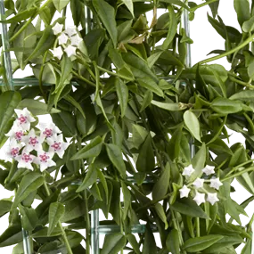 Hoya Pyramide