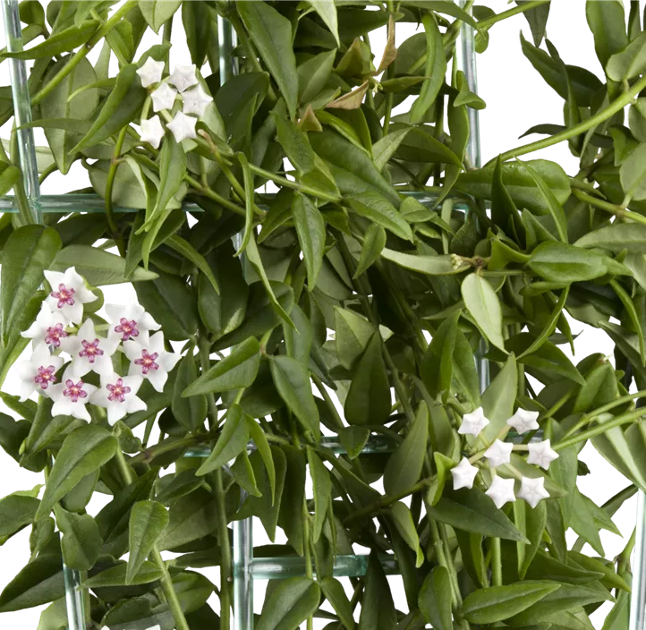 Wachsblume