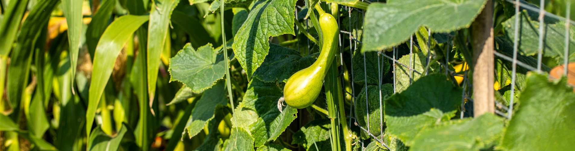 Cucurbita