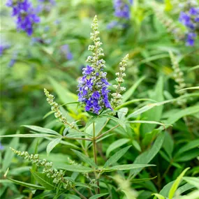 Vitex 'Blue Puffball' ®