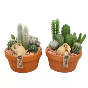 Arrangement 'Kakteen'