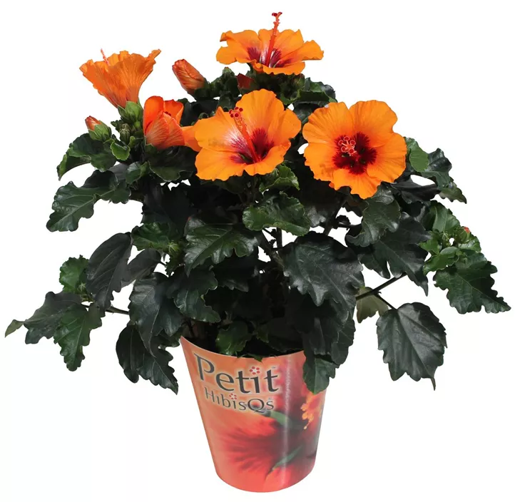 Chinesischer Roseneibisch