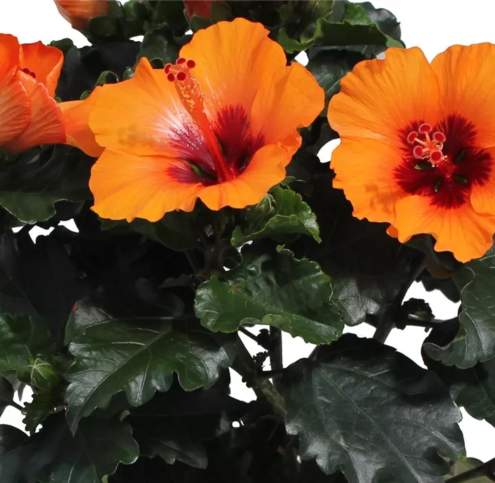 Chinesischer Roseneibisch