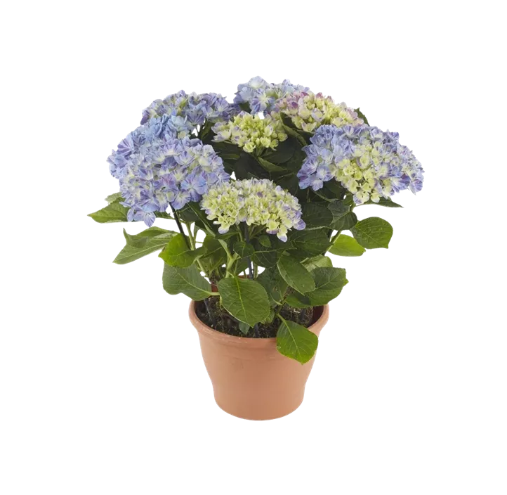 Bauernhortensie
