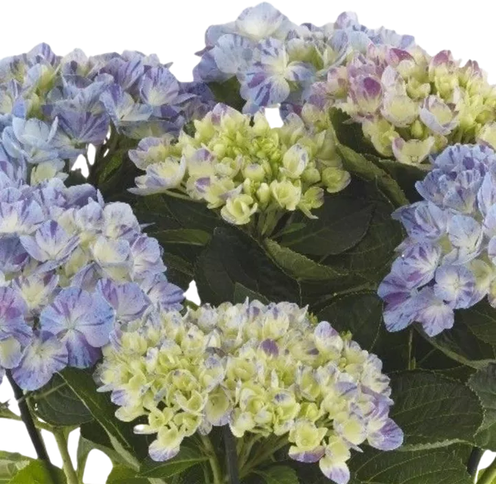 Bauernhortensie