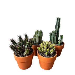 Kaktusmix in Terrakottatopf 'Calima'