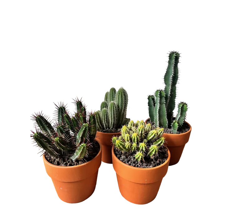 Kaktusmix in Terrakottatopf 'Calima'