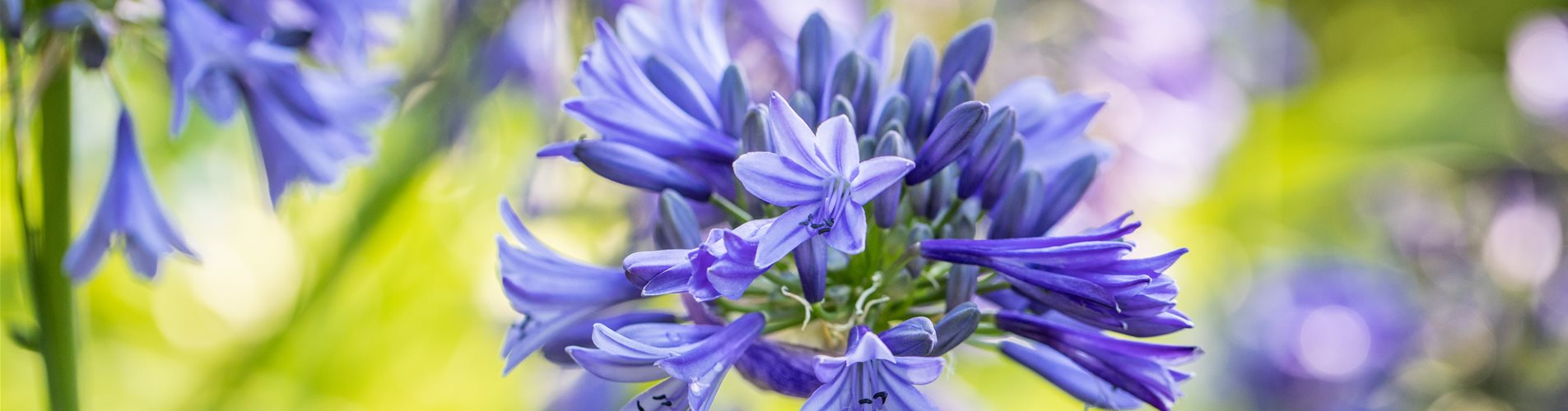 Agapanthus africanus 'Septemberhemel'