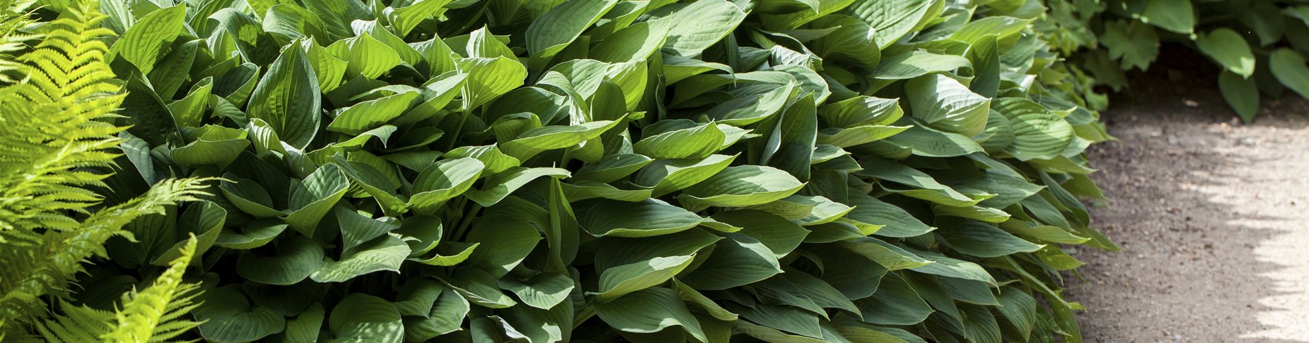 Hosta