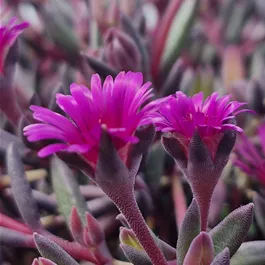 Delosperma cooperi 'Desert Dancers Purple'
