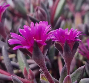 Delosperma cooperi 'Desert Dancers Purple'