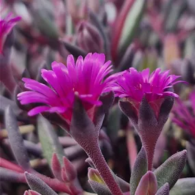 Delosperma cooperi 'Desert Dancers Purple'