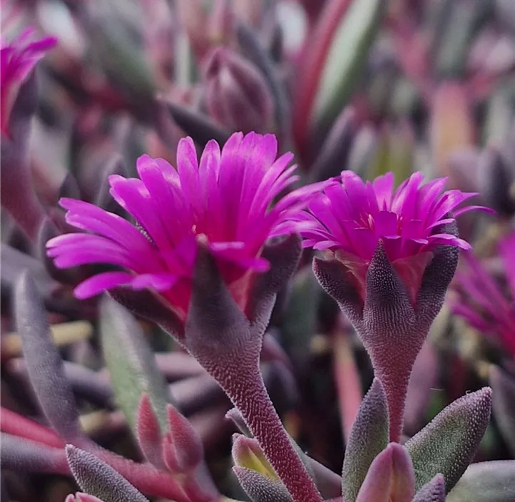 Coopers Mittagsblume 'Desert Dancers Purple'