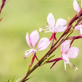 Gaura lindheimeri 'Graceful Pink 2027'