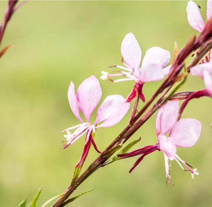 Garten-Prachtkerze 'Graceful Pink'