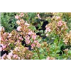 bellaflora Gartencenter GmbH