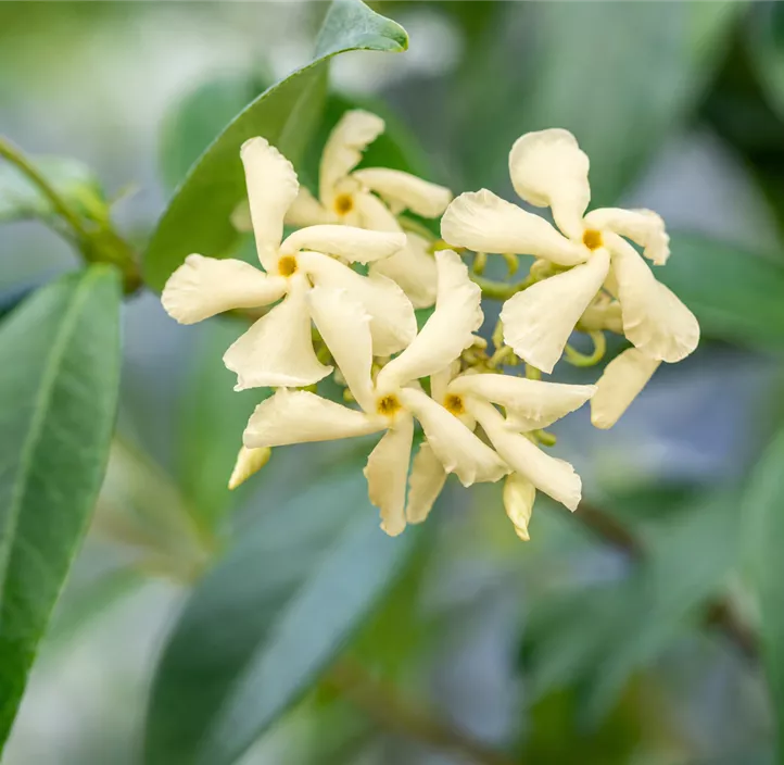 Sternjasmin 'Star of Toscane'
