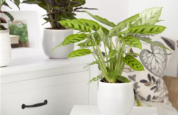 Calathea Calathea