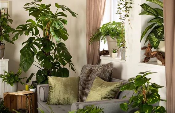 Zimmerambiente mit, Nephrolepis exaltata, Epipremnum aureum, Monstera
