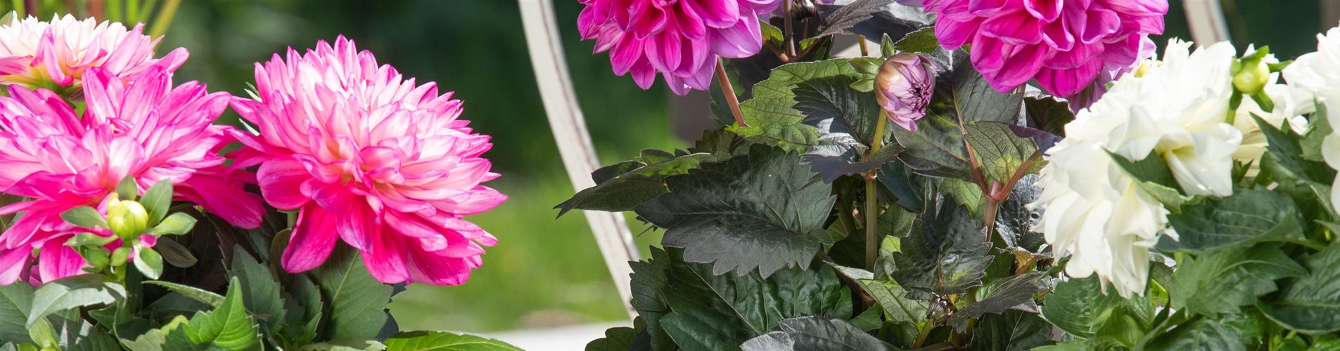 Dahlia Dahlia