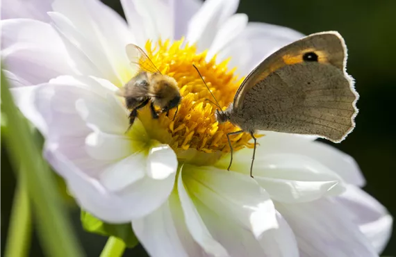 Schmetterling und Biene
