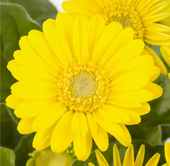 Gerbera