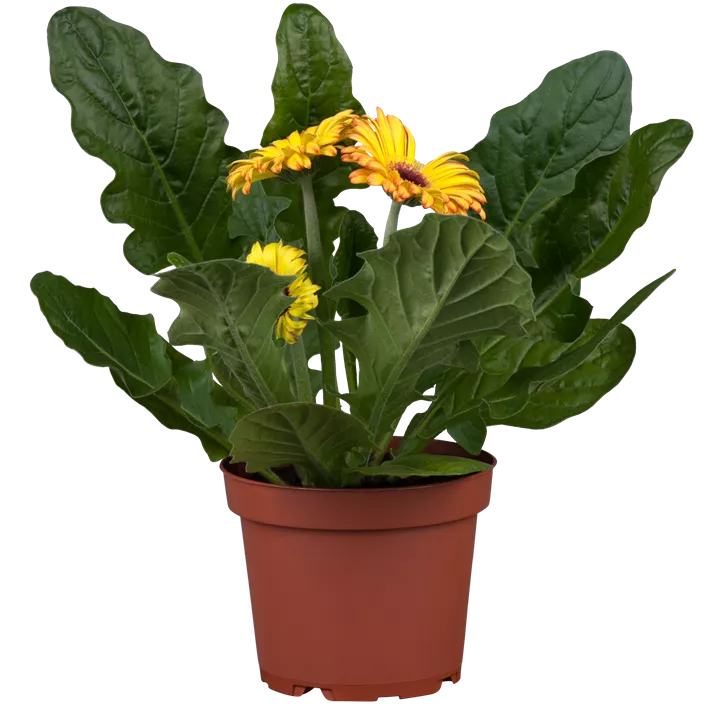 Gerbera