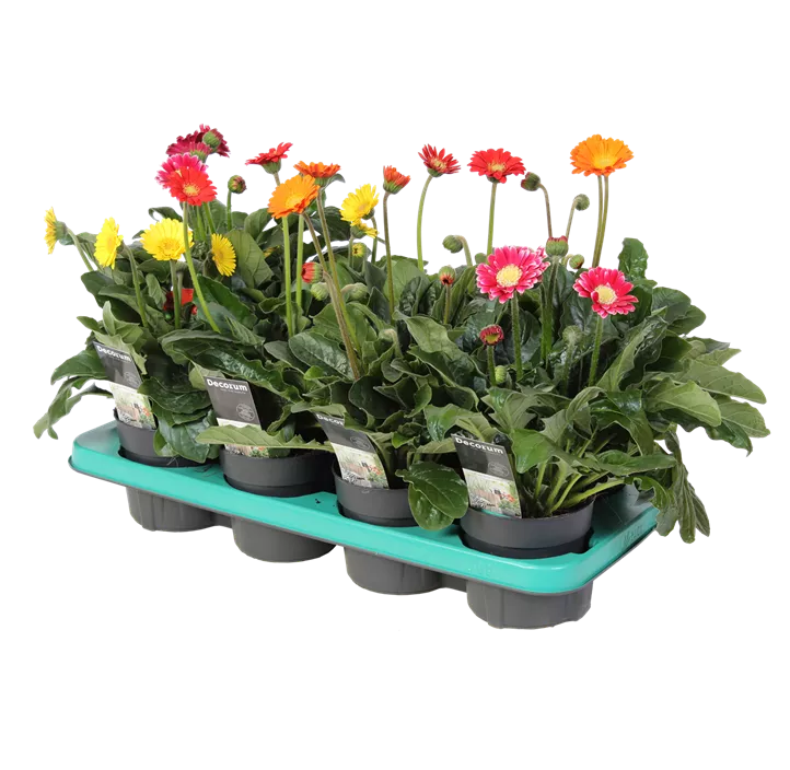 Gerbera 'Garvinea® Cheeky'