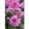 bellaflora Gartencenter GmbH