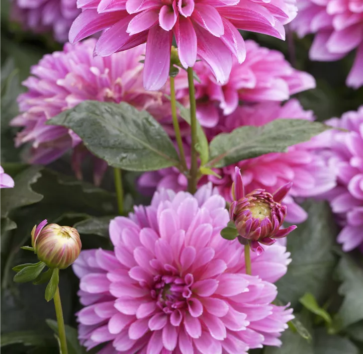Dahlie 'LaBella® Grande'