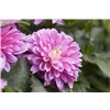 bellaflora Gartencenter GmbH