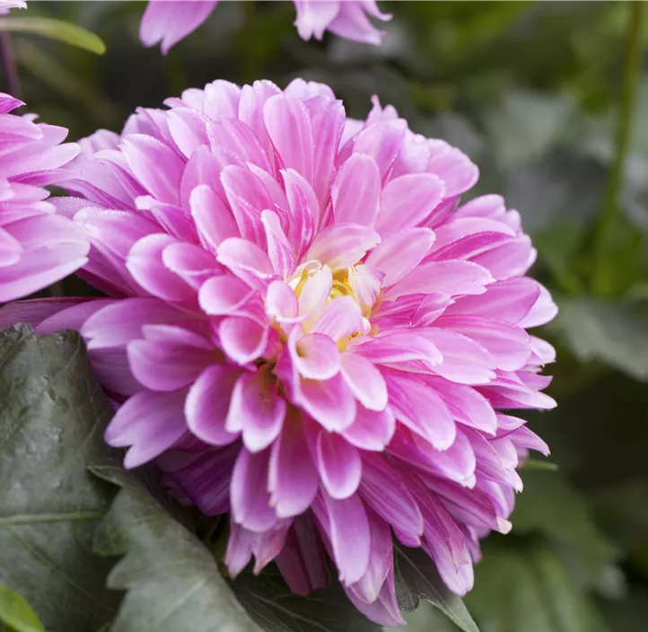 Dahlie 'LaBella® Grande'