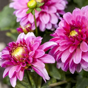 Dahlia Hybride Decor Labella Grande