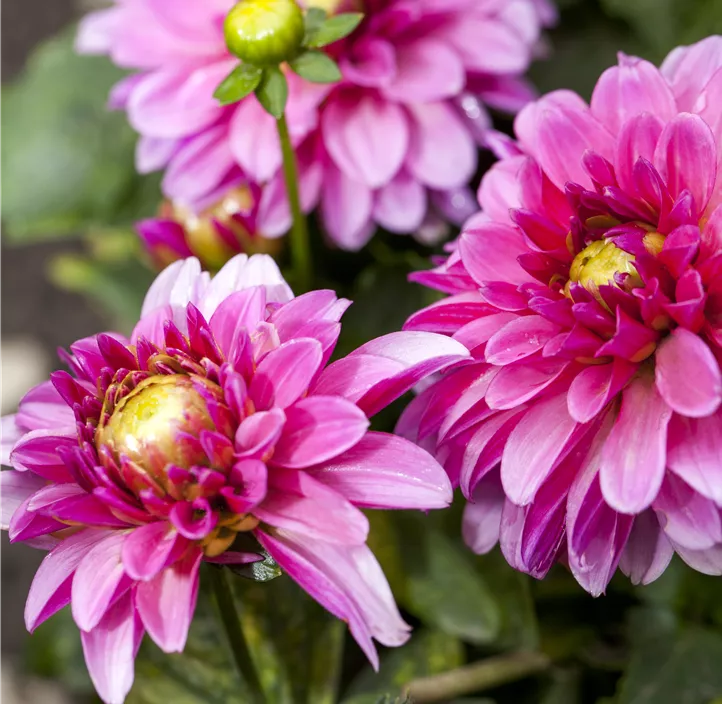 Dahlie 'LaBella® Grande'